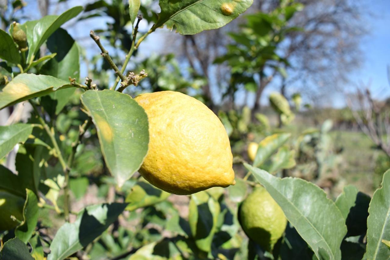 Villa Etna tra le Querce Santa Venerina Esterno foto